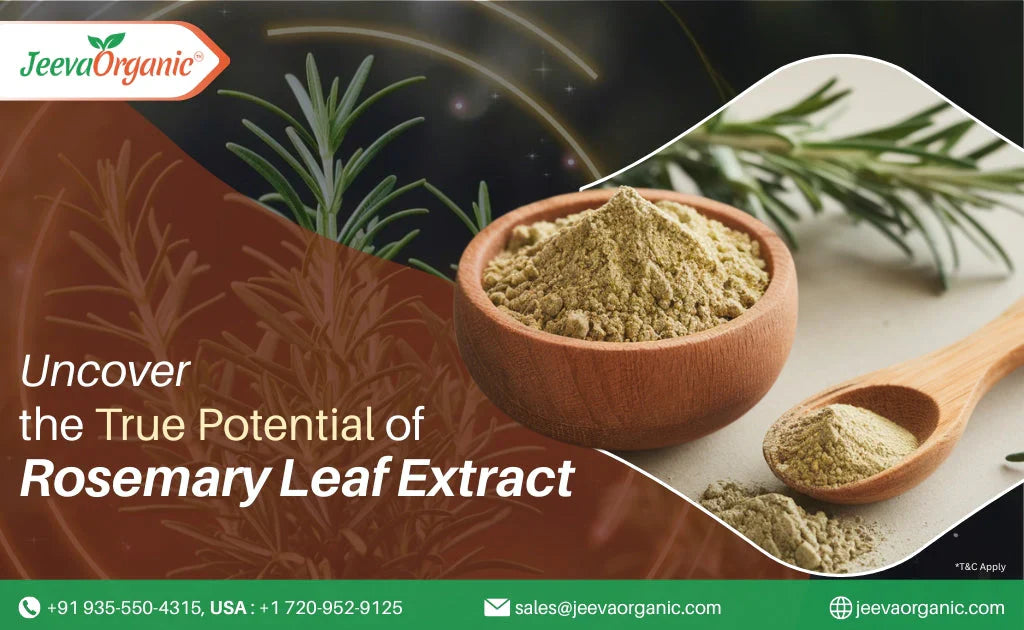 The Power of Carnosic Acid: What Bulk Buyers Need to Know About Rosemary Leaf Extract